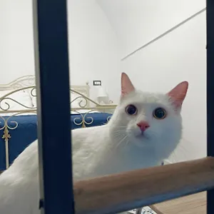 The White Cat Napoli